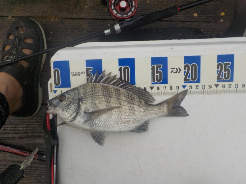 初筏かかり釣り〜舞鶴吉田たかし丸〜