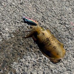 初淡路エギング