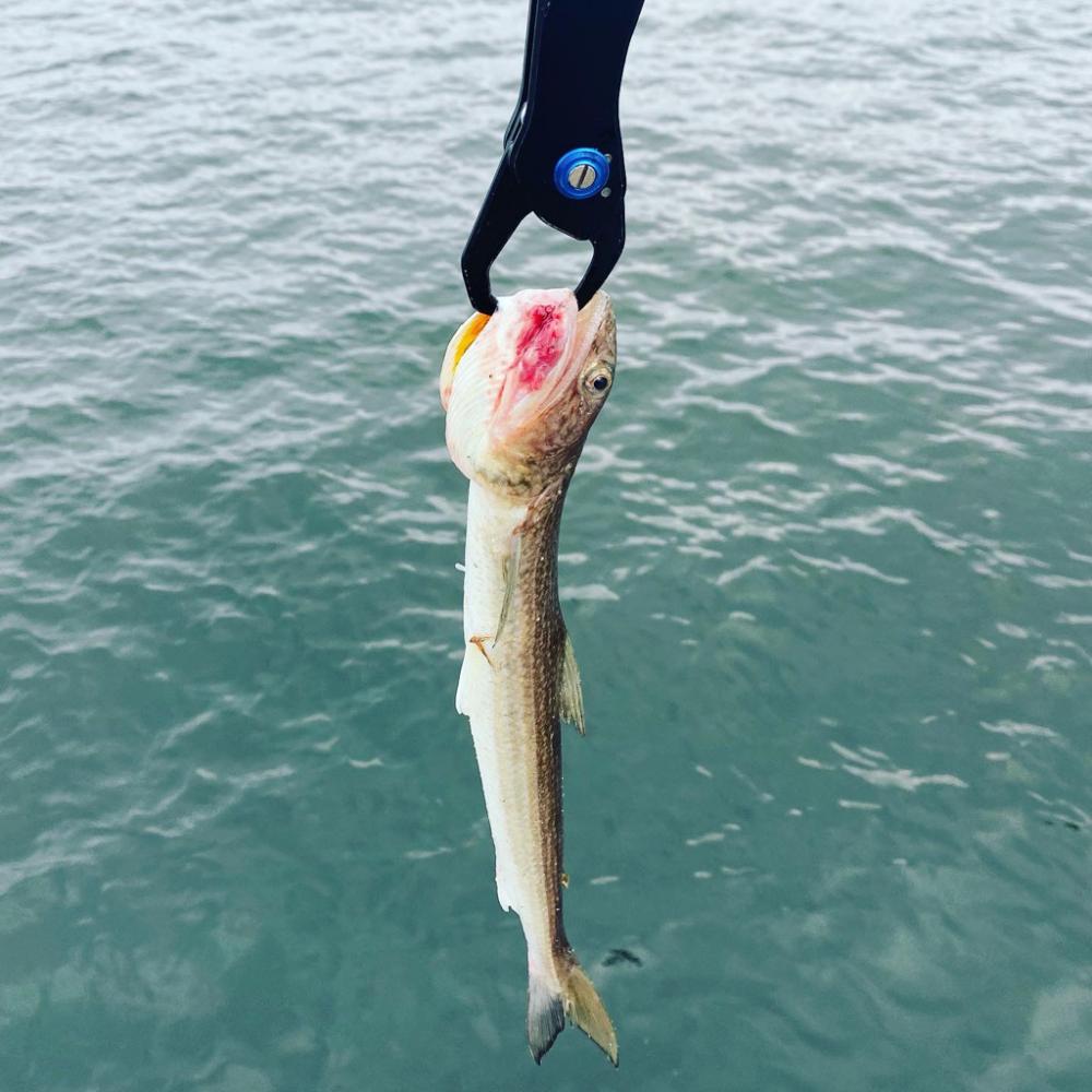 回遊まで粘る〜サゴシ〜