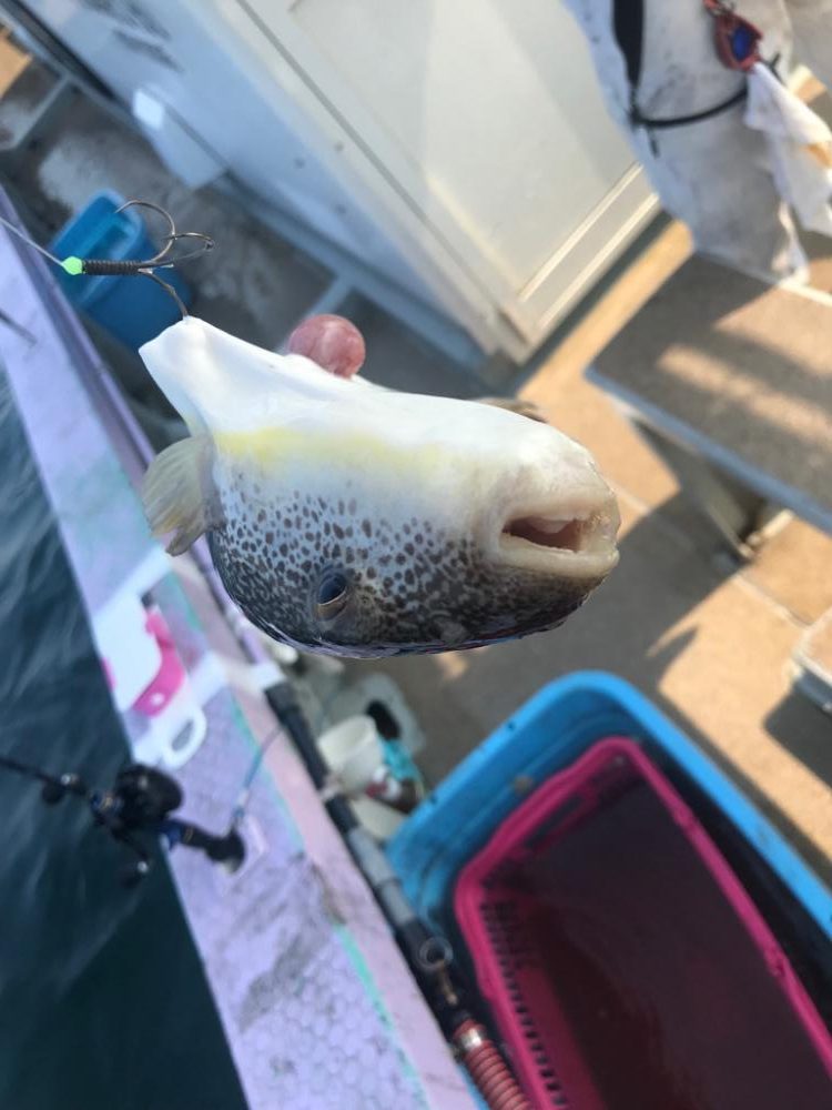 室津のカワハギとフグ