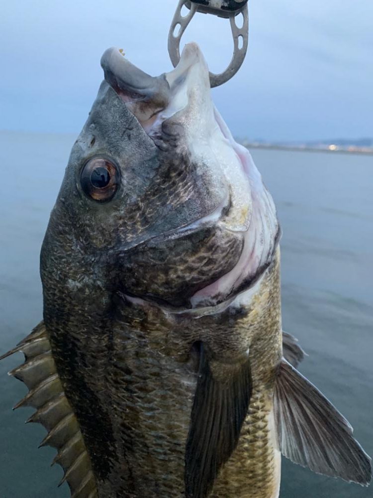 朝マヅメチヌ2匹