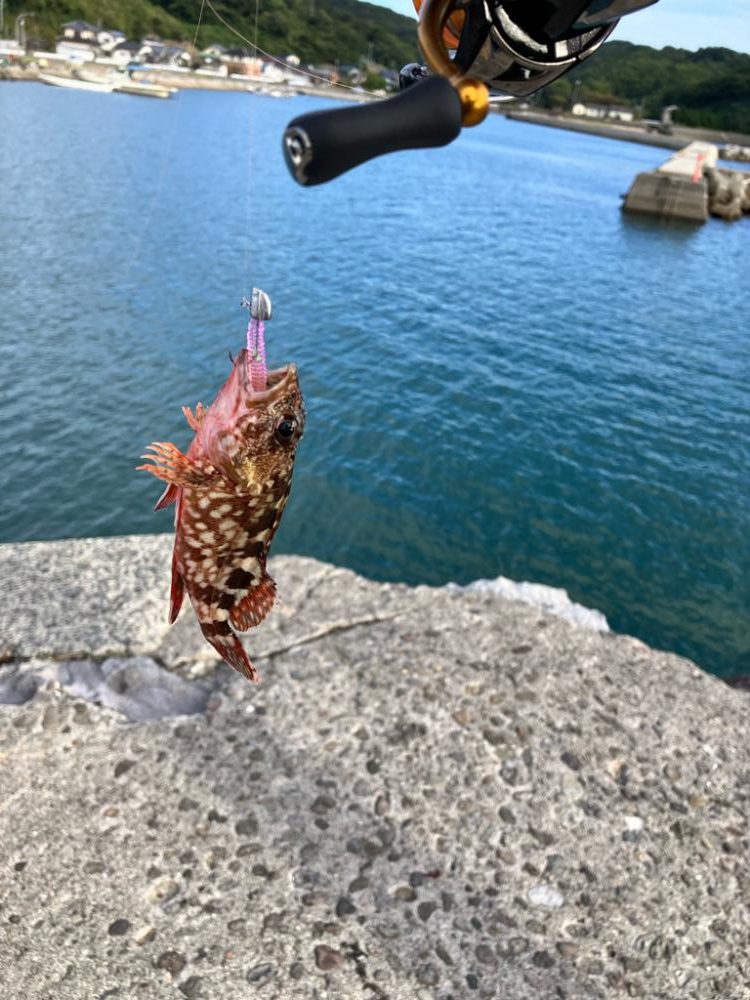 カサゴと戯れる