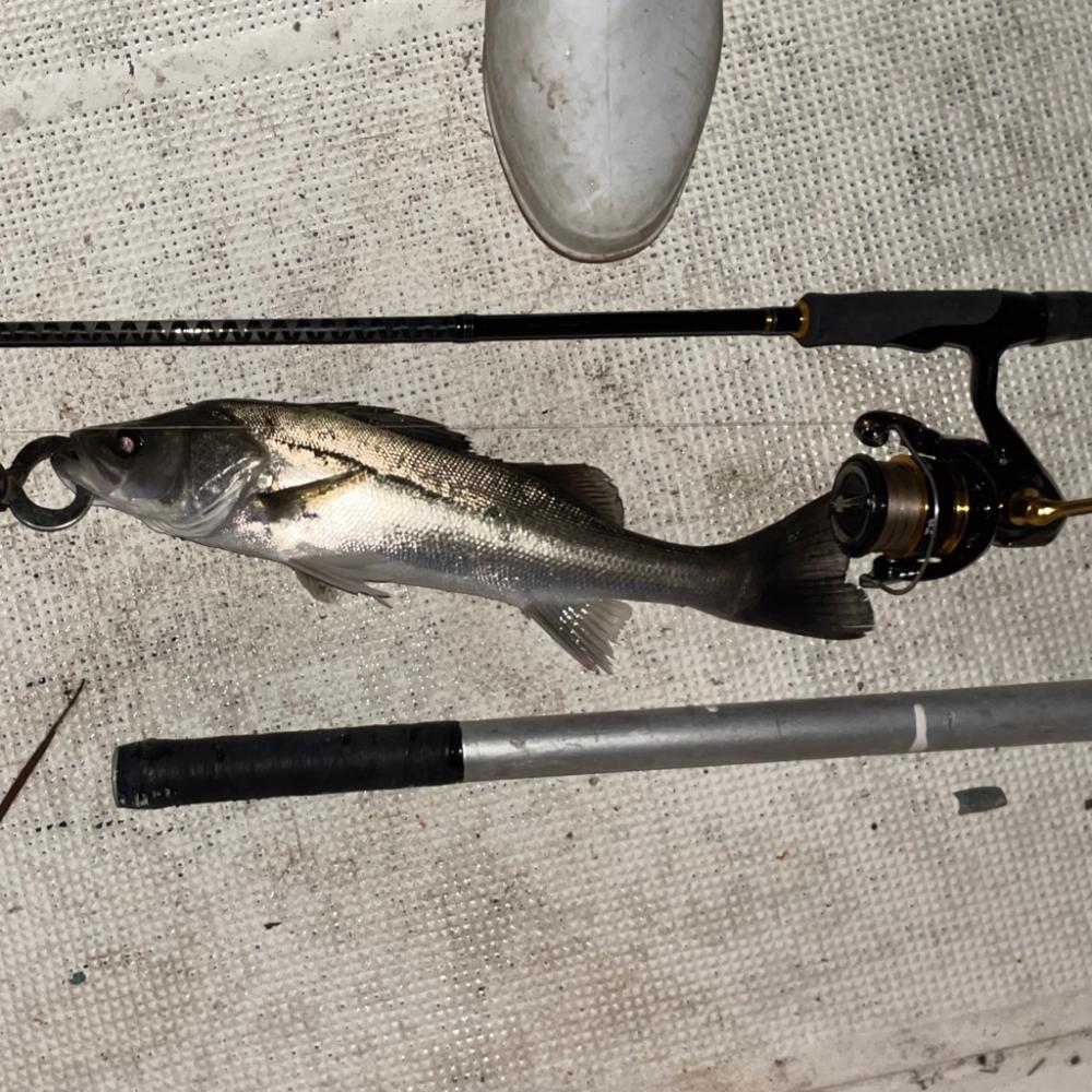 ボートシーバス