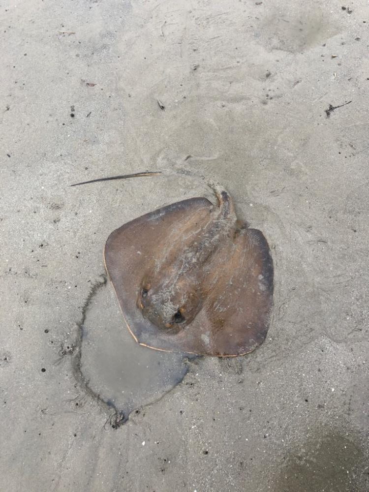 投げ釣りandチビロックゲーム