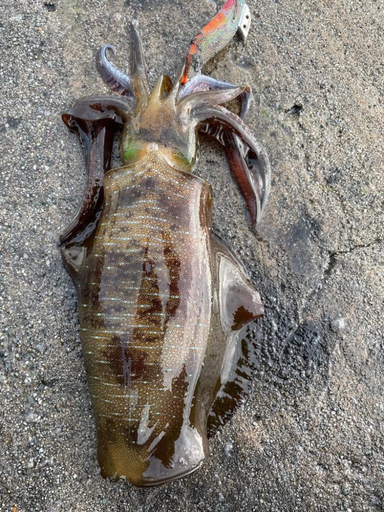 2023 佐渡ヶ島エギング 25回目【10月8日】