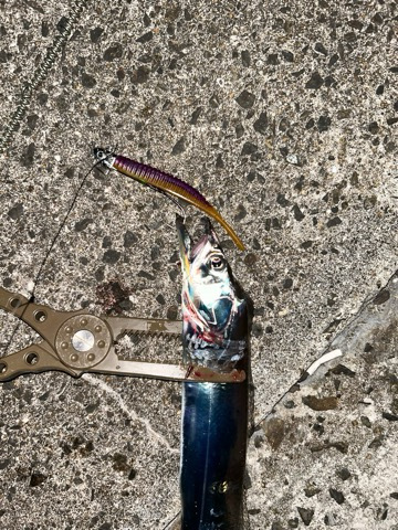 今日もご機嫌伺い