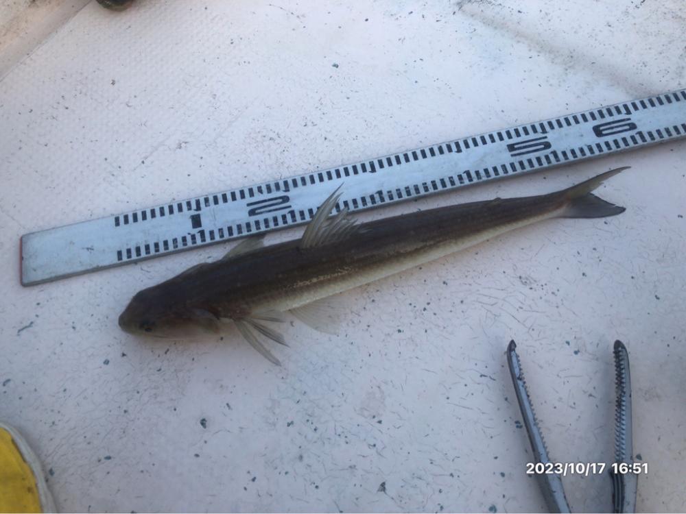 10/17 伊島沖タイラバ