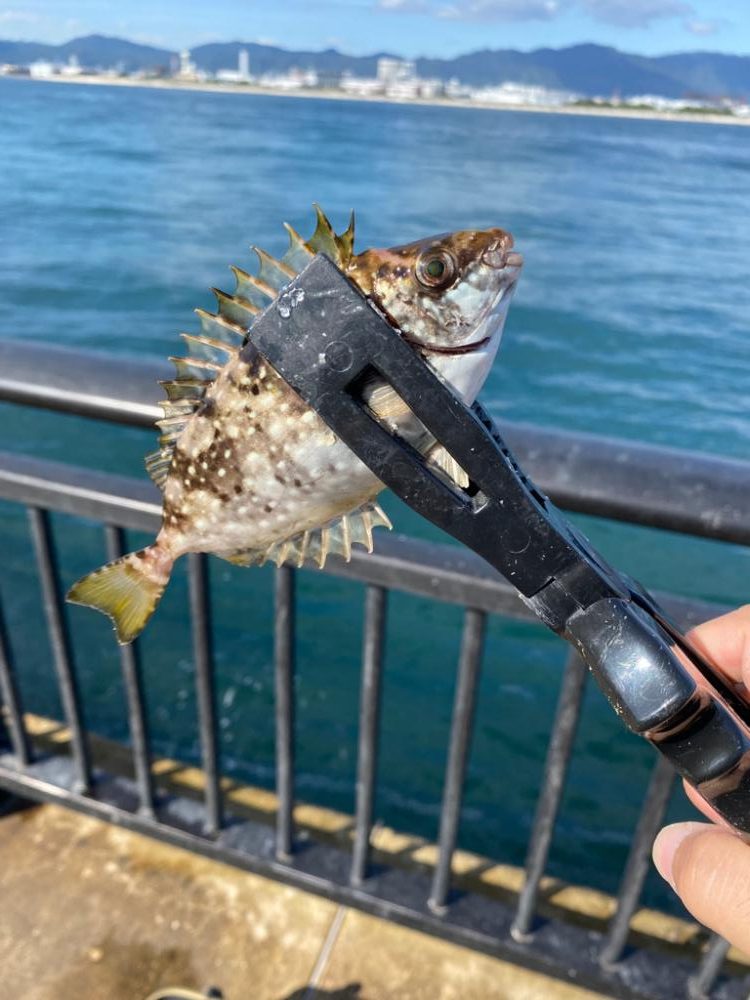 五目釣り、イン初場所、神戸空港