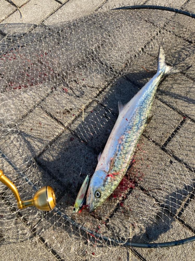 湾奥コスモ。青牙ハットトリック。。。