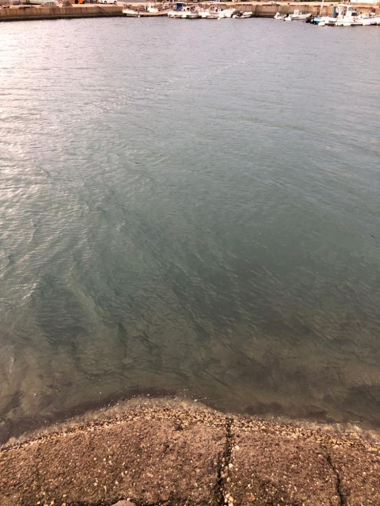 秋イカは小心者⁈