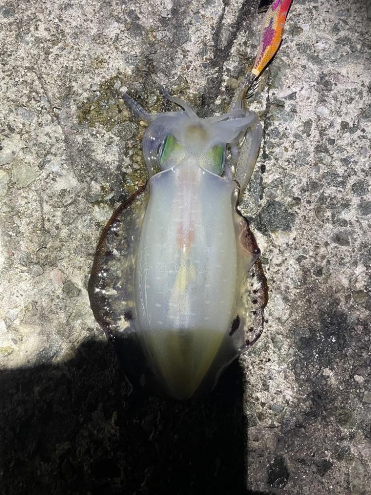 2023 佐渡ヶ島エギング 34回目【10月19日】