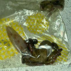 エギングでタコ