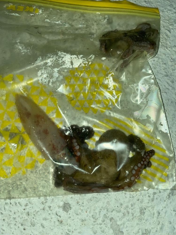 エギングでタコ