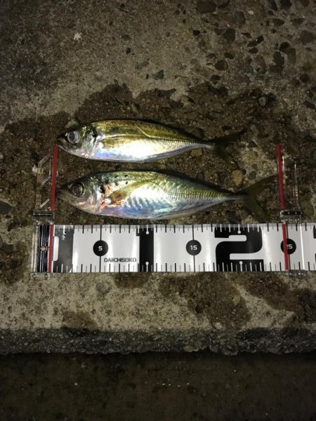 水道エリアのアジング