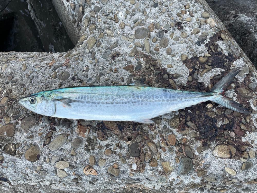 ジャックアイマキマキ サゴシスペシャル ブルピン青夜光ゼブラ