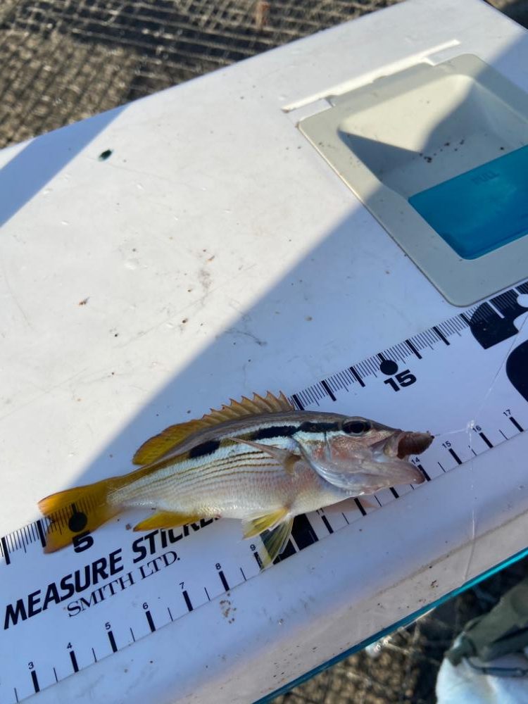 ちょい投げシロギスタの二刀流再び