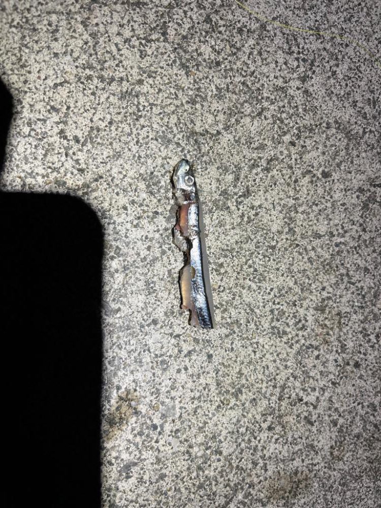 久々のタチウオ