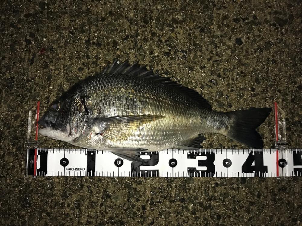 今日もアジング釣行