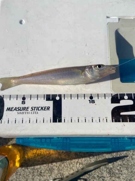 ちょい投げシロギスタのダブルヘッダー