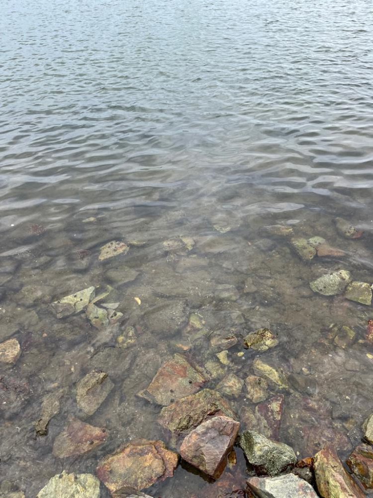 今日もハゼクラ！