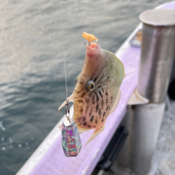 カワハギ/カワハギ仕掛け