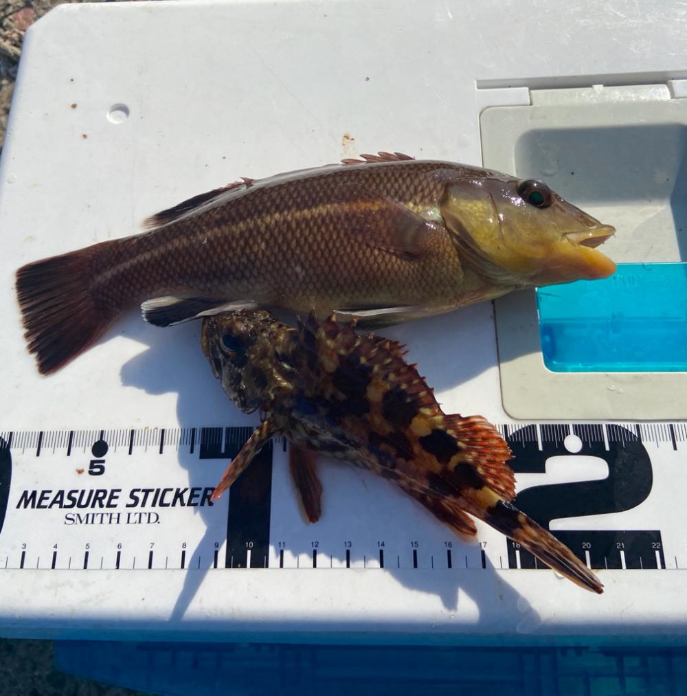 地味に初烏賊、ちょい投げシロギスタの二刀流