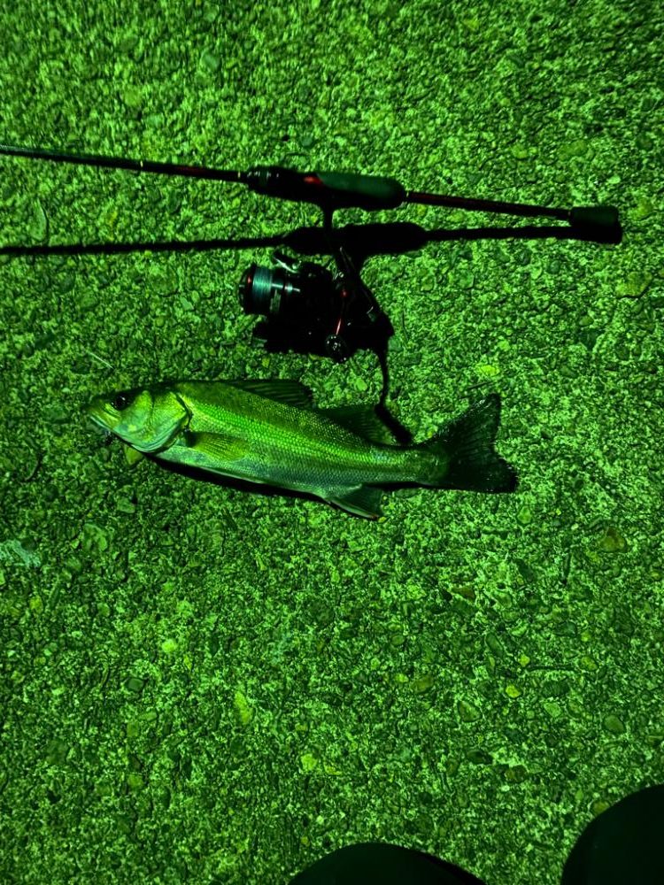 アジング…のはずが…