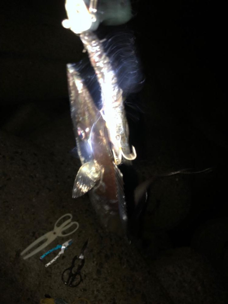 タチウオがいっぱい