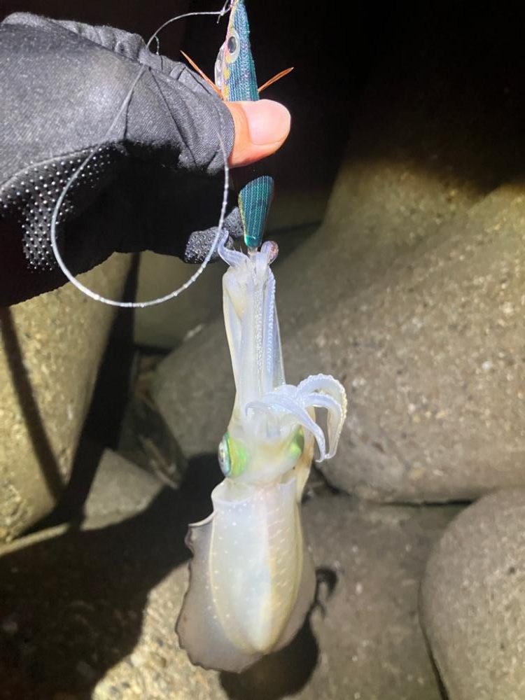 🦑の時合いは一瞬σ(^_^;)