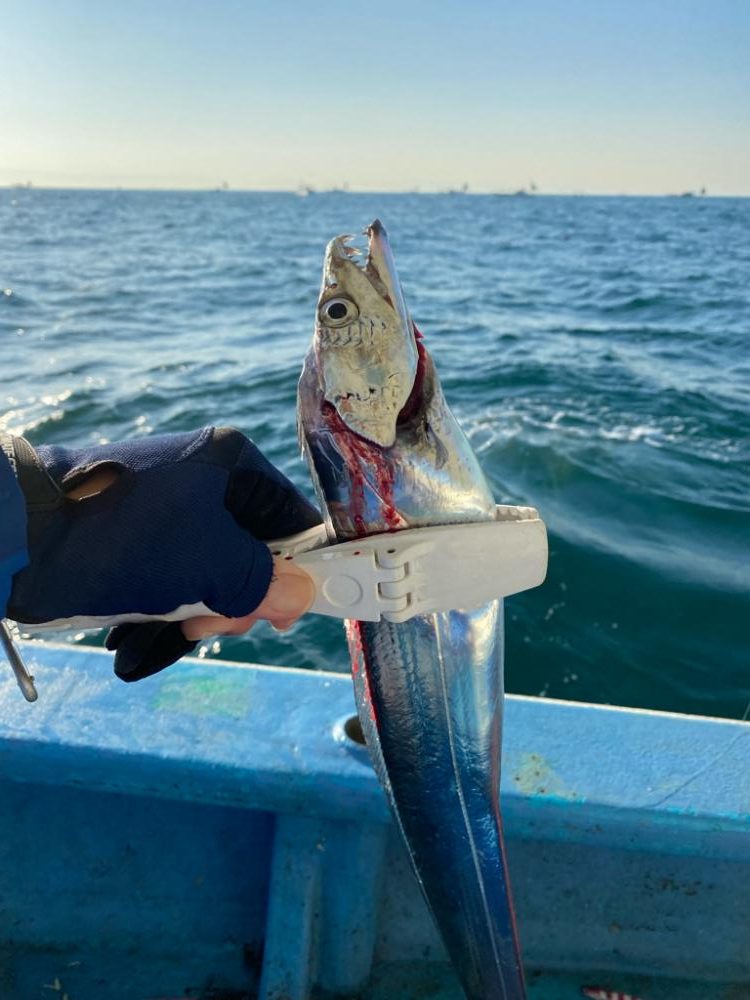 タチウオジギング