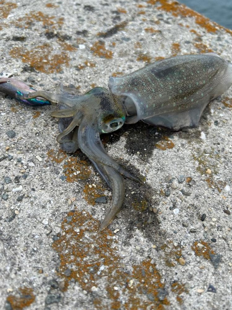 今年初エギング