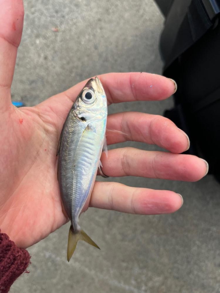 秋のライトゲーム