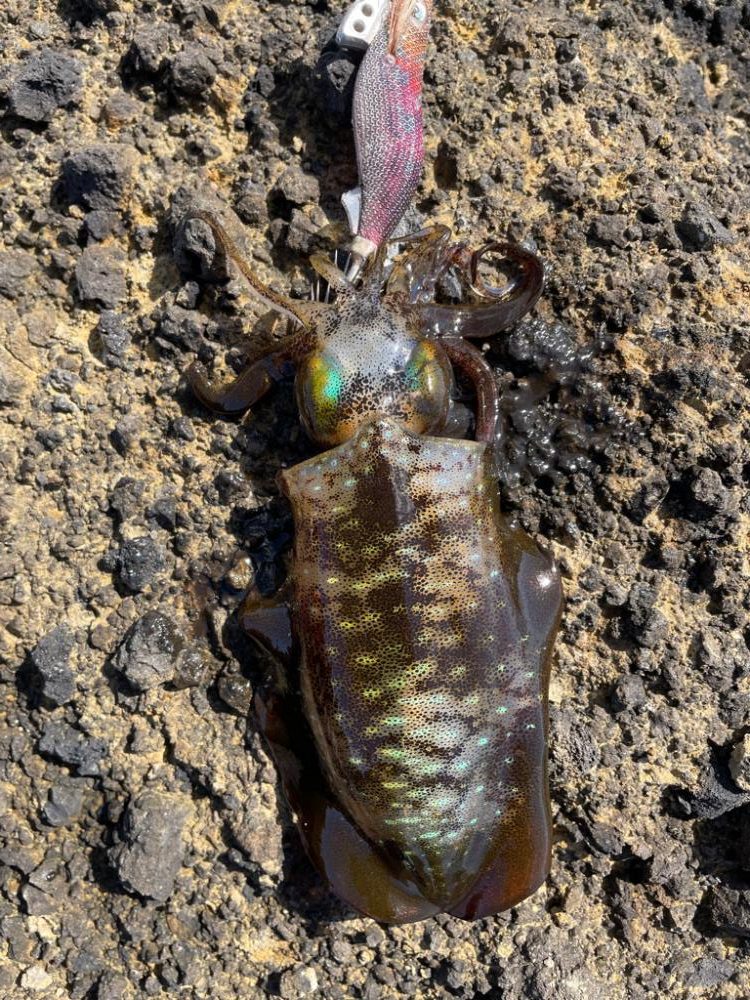 2023 佐渡ヶ島エギング 22回目【10月3日】