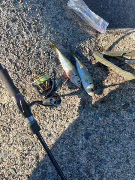 エギングに行ったつもり！
