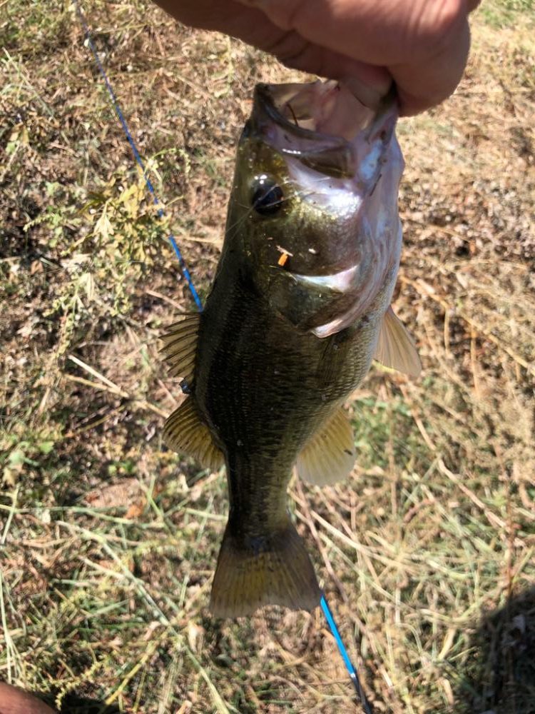 小バスのあたりのみ