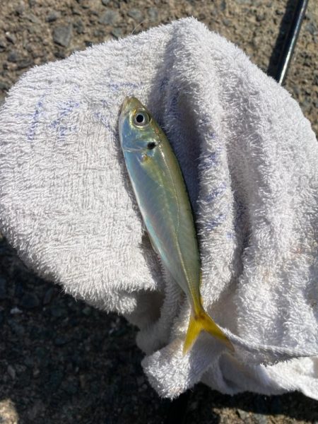 久しぶりの紀北