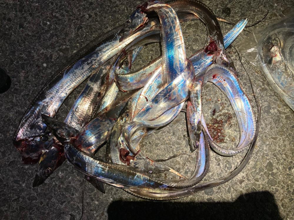 太刀魚3回目
