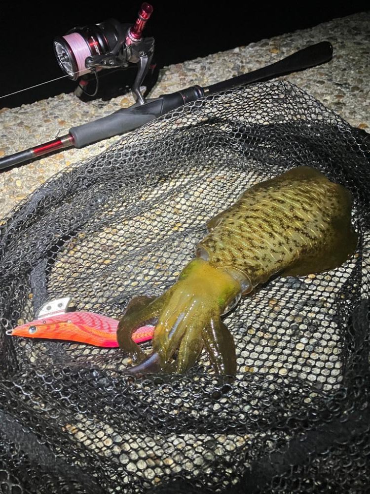 潮が良いとイカのサイズもUP\(^o^)/