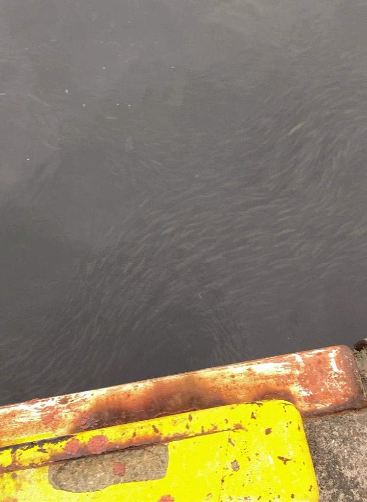 ⭐️マイワシチャレンジ成功