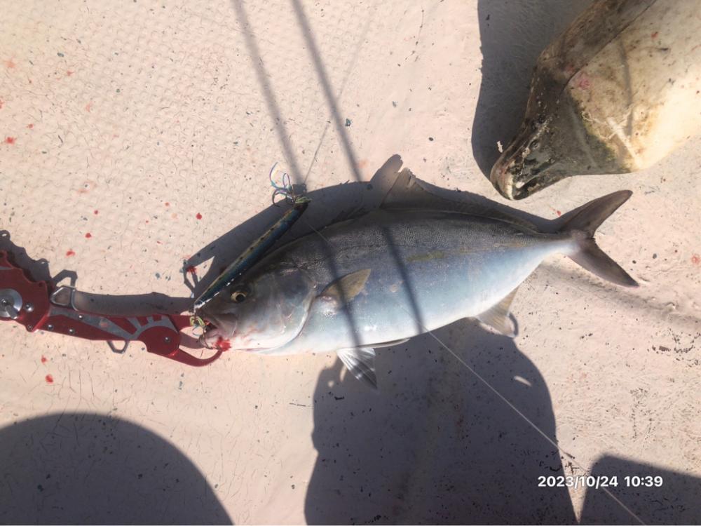 10/24 伊島沖ジギング