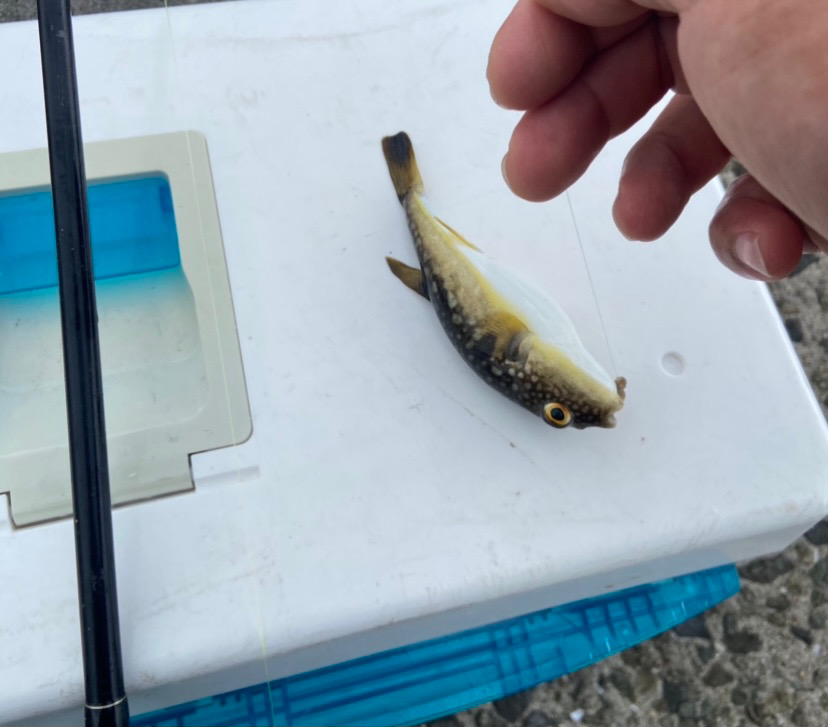 落ちギス出会わずのちょい投げシロギスタ