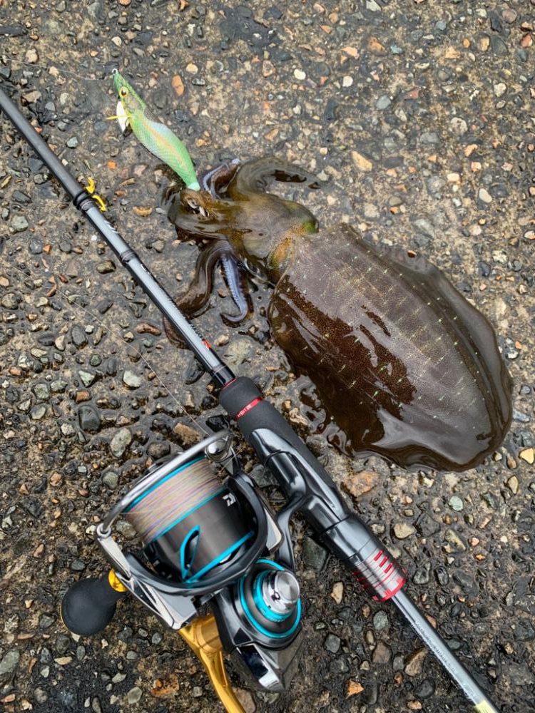 難しいパターンを攻略し切れないエギング