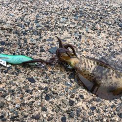 【伊根〜丹後エリア】雨でもエギング！