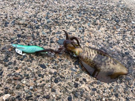 【伊根〜丹後エリア】雨でもエギング！