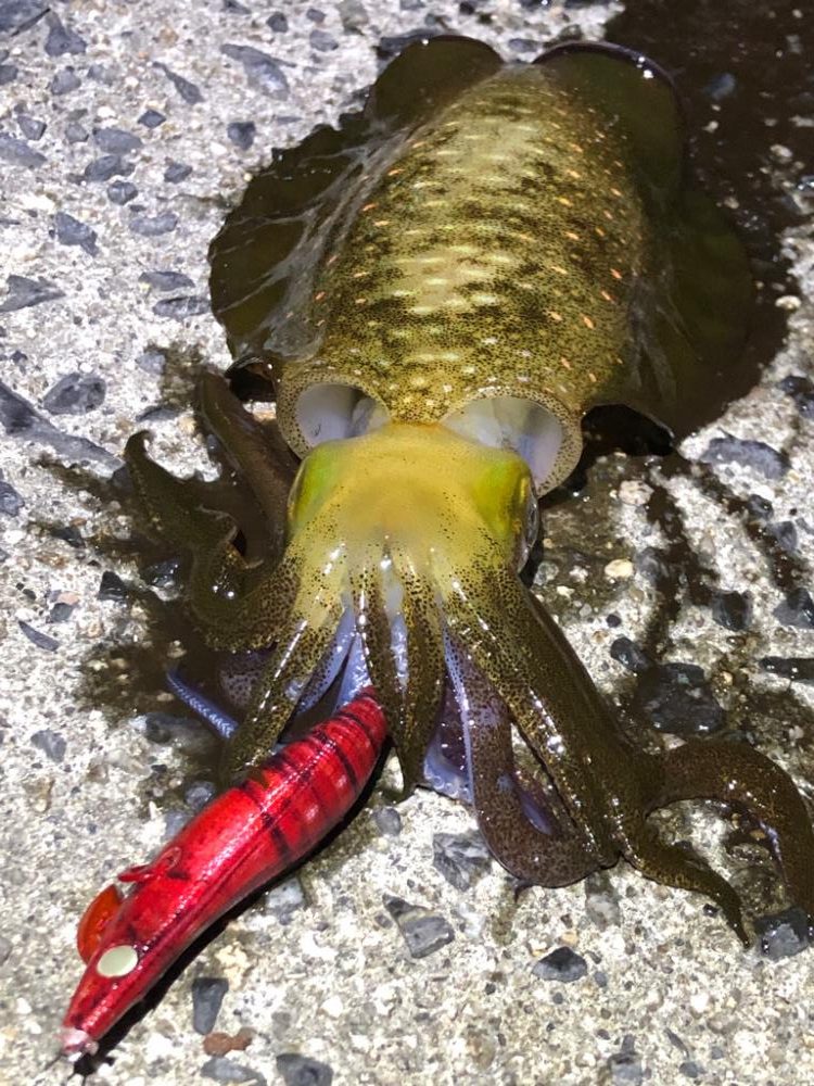 夜しか難しいのかも