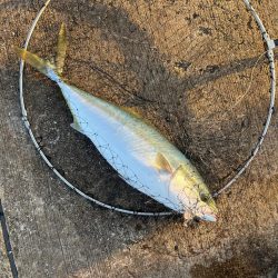 久しぶりの青物