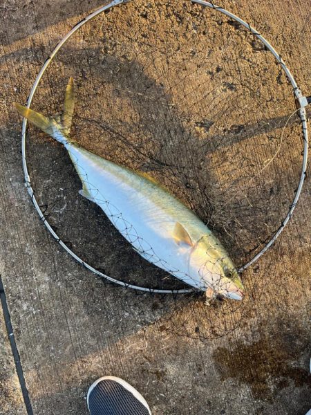 久しぶりの青物