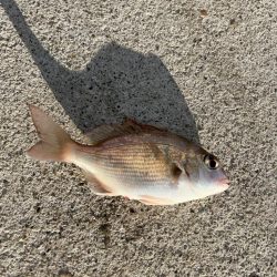 マイワシが来ました！