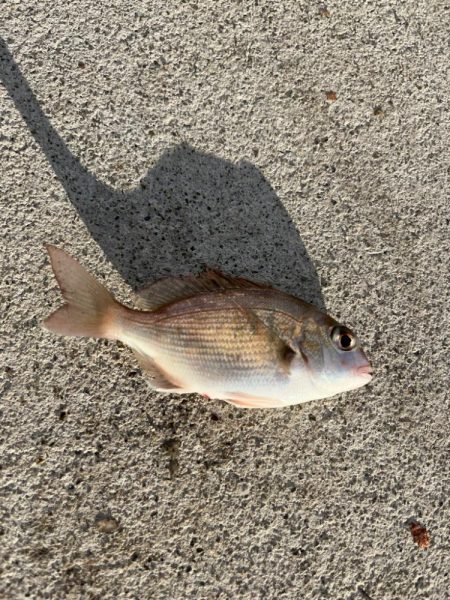 マイワシが来ました！