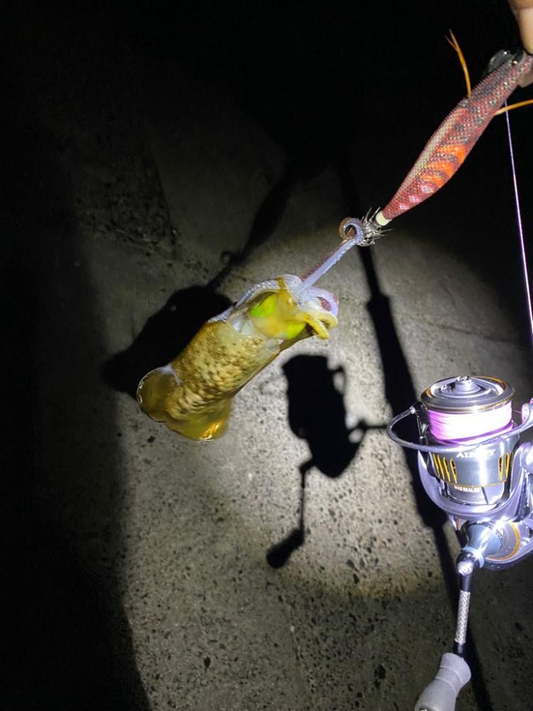 鳥取エギング21杯　